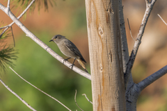 Phoenicurus ochruros