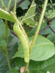 Orthosia gothica