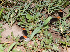 Rhinocheilus antonii