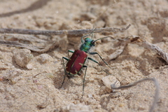 Cicindela splendida