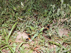 Rhinocheilus antonii