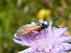 Zygaena purpuralis