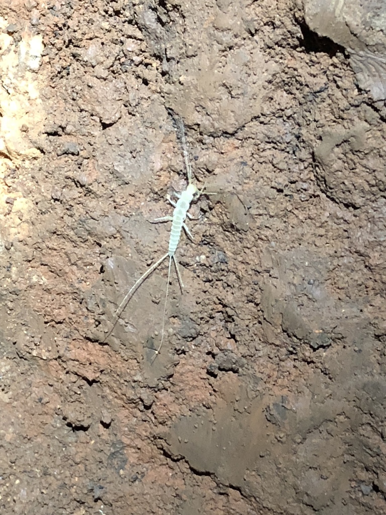 Subterranean silverfish