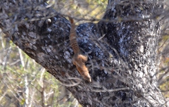 Heliosciurus mutabilis