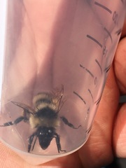 Bombus kirbiellus