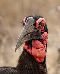 Southern Ground-Hornbill photo 3