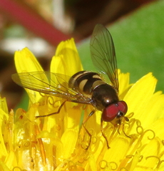 Parasyrphus semiinterruptus