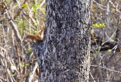 Heliosciurus mutabilis