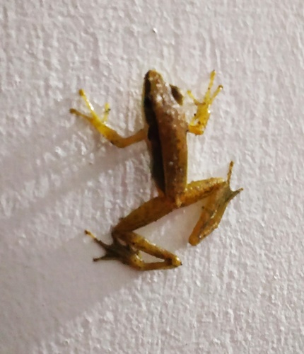 Hylarana intermedia