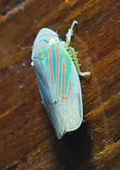 Linnavuoriella arcuata