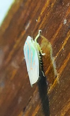 Linnavuoriella arcuata