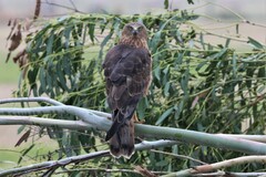 Swamp Harrier photo 2
