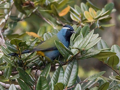 Crested Berrypecker photo 2