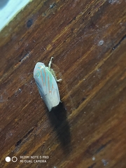 Linnavuoriella arcuata