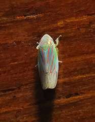 Linnavuoriella arcuata
