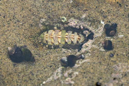 California Spiny Chiton, La Jolla, San Diego, CA, USA, photo 7 of 10