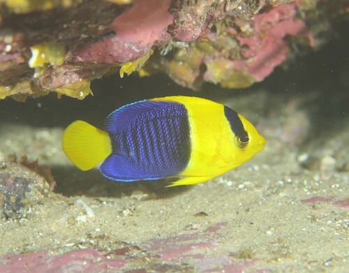 Angelfish (Centropyge bicolor) — Pomacanthidae — 5