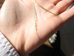 Digitaria bicornis
