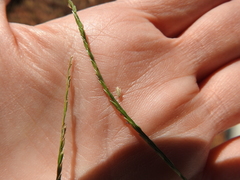 Digitaria bicornis