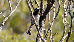 Purnella albifrons