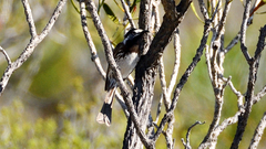 Purnella albifrons