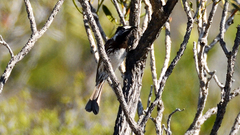Purnella albifrons