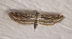 Parapoynx fluctuosalis