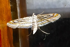 Parapoynx fluctuosalis