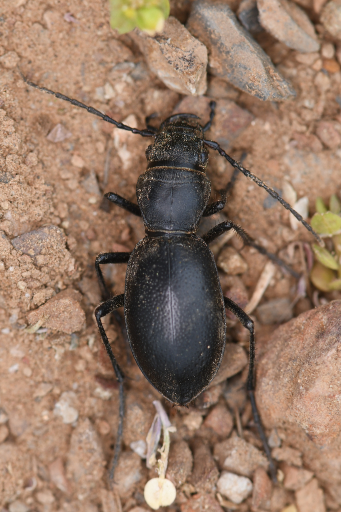 Intermediate Night-stalking Tiger Beetle