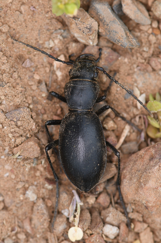 Intermediate Night-stalking Tiger Beetle