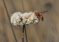 Polistes dorsalis californicus