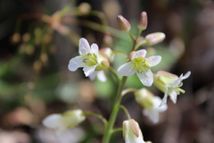 Cardamine diphylla