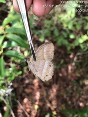 Yphthimoides straminea