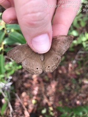 Yphthimoides straminea