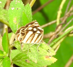 Dynamine postverta mexicana