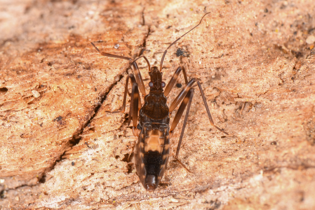 Macroveliid Shore Bugs