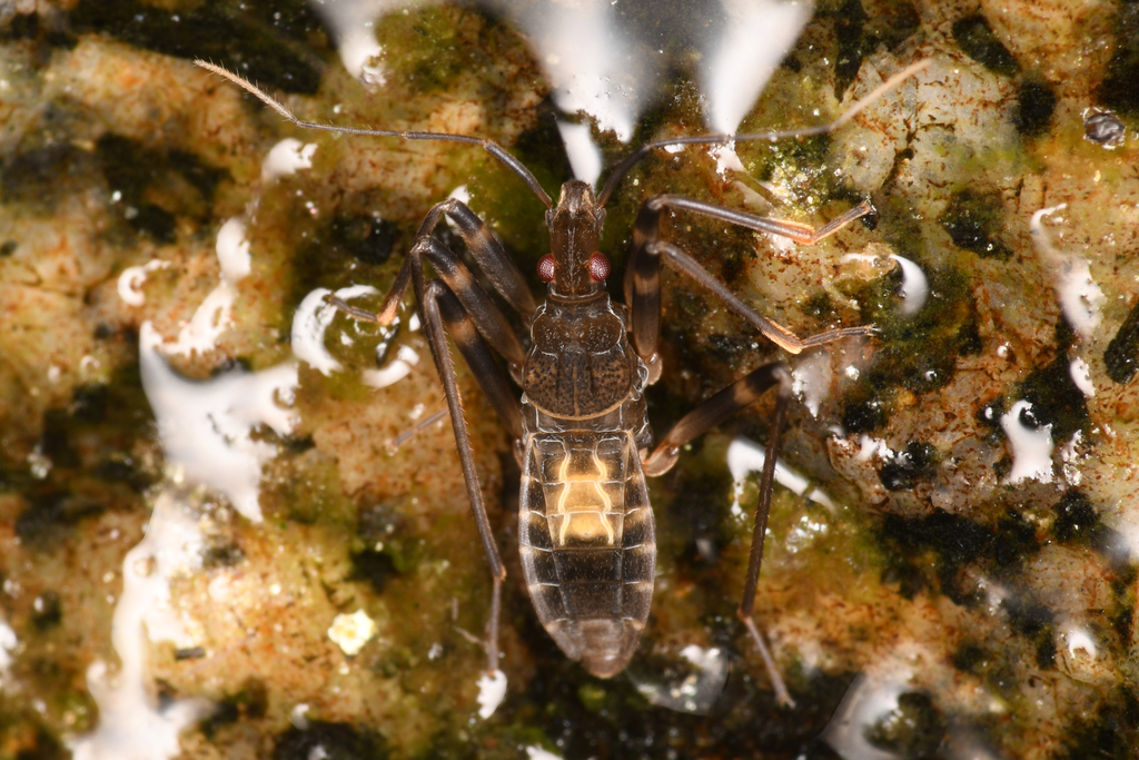Oravelia pege