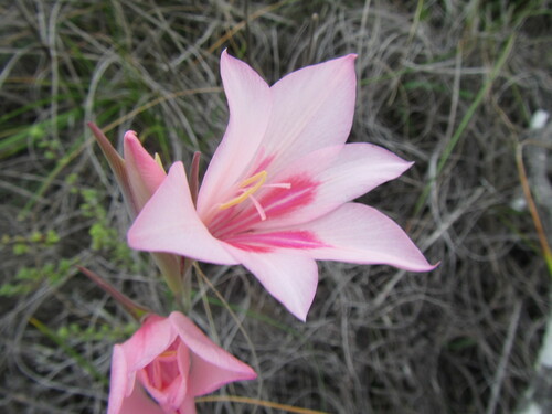 Image of Gladiolus carmineus by (c) douglaseustonbrown, some rights reserved (CC BY-SA)