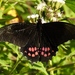 Papilio rogeri - Photo (c) Francisco Farriols Sarabia, osa oikeuksista pidätetään (CC BY)