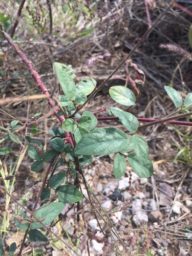Image of Desmodium procumbens by (c) Oscar C. González Martínez, some rights reserved (CC BY-SA)