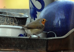 Erithacus rubecula