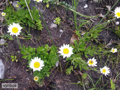 Osmitopsis dentata