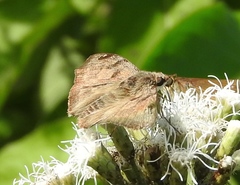 Arteurotia tractipennis