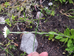 Osmitopsis dentata