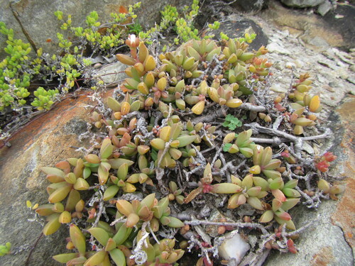 Image of Delosperma litorale by (c) douglaseustonbrown, some rights reserved (CC BY-SA)