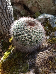 Mammillaria hertrichiana