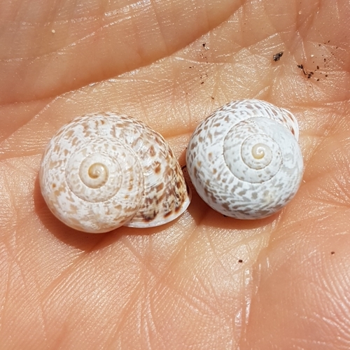 Representative image of Iberellus minoricensis