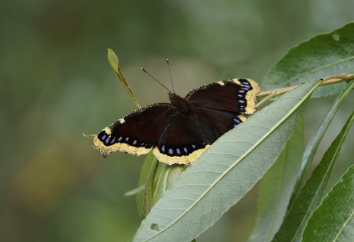 iNaturalist observation photo of Mourning Cloak