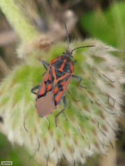 Spilostethus crudelis