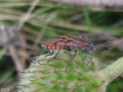 Spilostethus crudelis